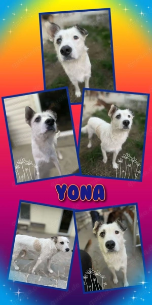 liebe, tolle, super verträgliche Hündin "Yona" möchte so gerne ein Zuhause finden