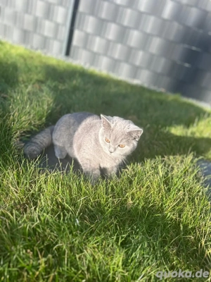 Kater sucht neues Zuhause  