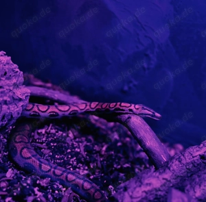 Brasilianische Regenbogen Boa 