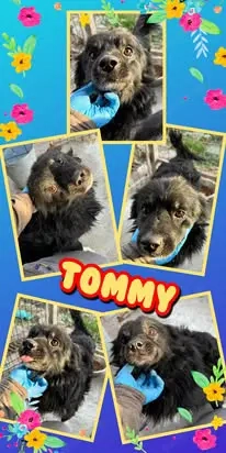 kleiner, lieber, menschenbezogener Rüde "Tommy" sucht ein liebevolles Zuhause