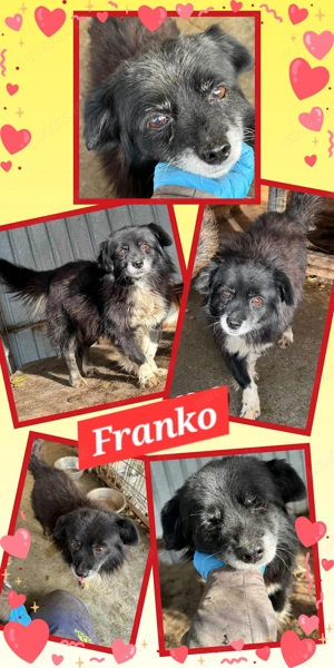 menschenbezogener, lieber, offener, kleiner Rüde "Franko" sucht ein schönes Zuhause