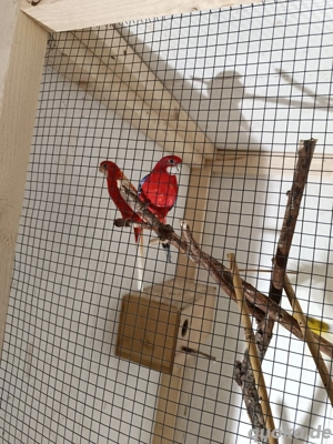 Prachtrosella,Rosella,sitich, Zuchtpaar