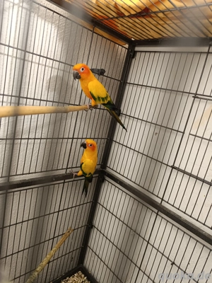 Sonnensitich, Sitich, Henne 