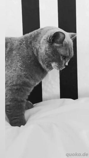 BKH Deckkater reinrasig kein verkauf !!!!!