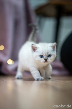 BKH Kitte black golden shadet colour point