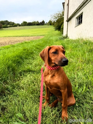 Rhodesian Ridgeback