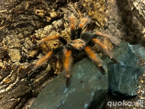 Brachypelma Boehmei inkl. Terrarium