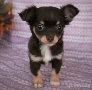 Chihuahua Welpen