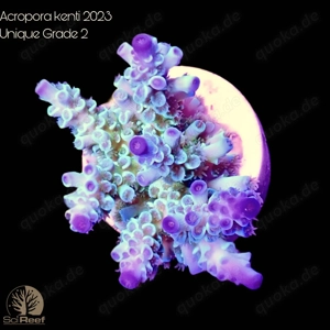 SciReef - Exklusive SPS-Korallen aus sexueller Nachzucht