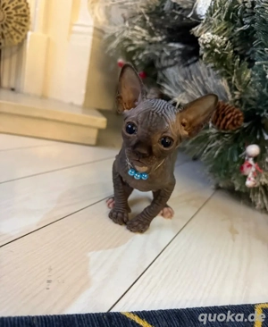   Wunderschöne, kräftige Sphynx-Kätzchen   bald abgabebereit!  