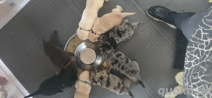 Zuckersüße Welpen suchen für immer Zuhause   