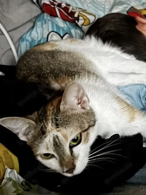 2 Katzen Weibchen abzugeben 