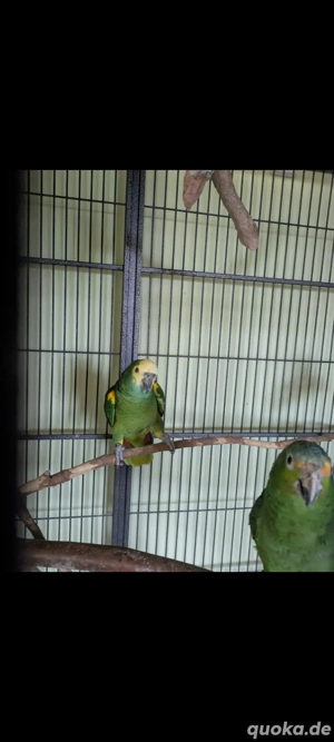 Blaustirnamazone und Gelbwangenamazone 