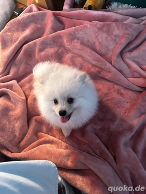 Zwergspitz Pomeranian Bild 3