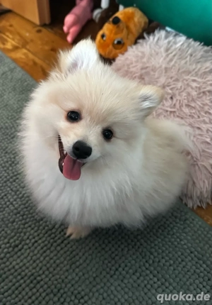 Zwergspitz Pomeranian Bild 2