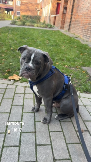 Old Englisch Bulldogge 