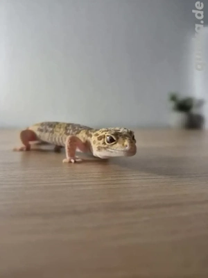2 Leopardgeckos mit oder ohne Terrarium auch einzeln zu verkaufen 