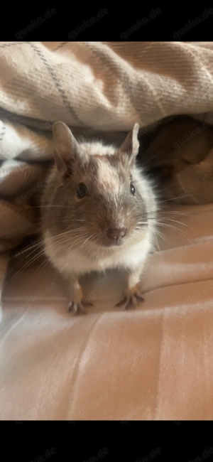 Vier männliche Degus 