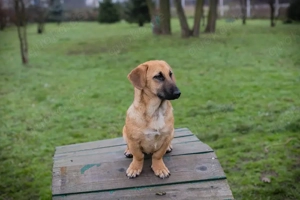 Welpe *RUBY*  - Ich bin auf kurzen Beinchen fröhlich unterwegs