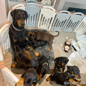 Dobermann-Pinscher-Rasse verfügbar. Bild 4