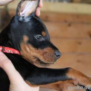 Dobermann-Pinscher-Rasse verfügbar. Bild 2