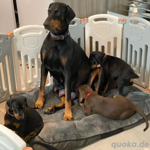 Dobermann-Pinscher-Rasse verfügbar. Bild 3