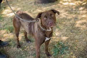 *FLICKA* Die Hündin sucht eine hundeerfahrene Familie, die sich mit dieser Rasse auskennt