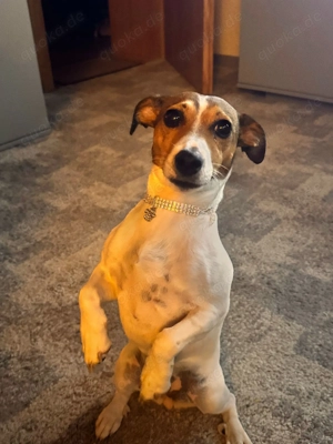Jack-Russel Dame sucht neues Zuhause!!!