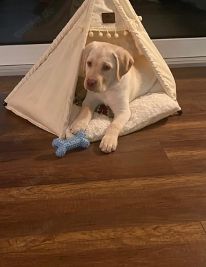 Labrador Welpe (Rüde) in liebevolle Hände abzugeben