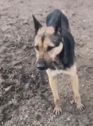 Laika braucht dringend ein liebevolles Zuhause