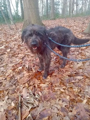 Lino sucht sein endgültiges Zuhause