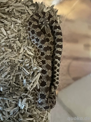 Hakennasennatter Heterodon nasicus het Snow