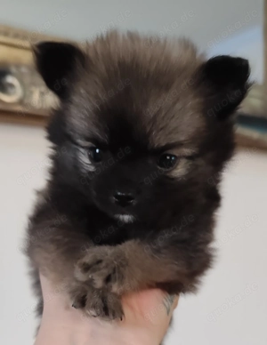 Welpen suchen ein tolles Zu Hause geb. 8.11.25