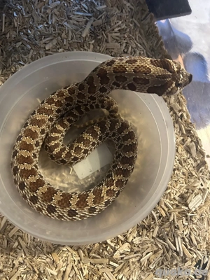 Hakennasennatter Heterodon nasicus het Snow