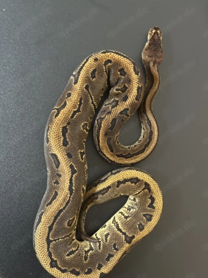 0.1 Leopard YB pinstripe 