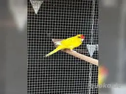 ziegensittiche zum abgeben 