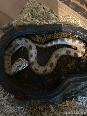 Hakennasennatter Heterodon nasicus Conda het Sable, Lavender