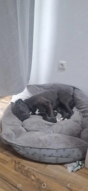 Cane Corso Welpe Mischling