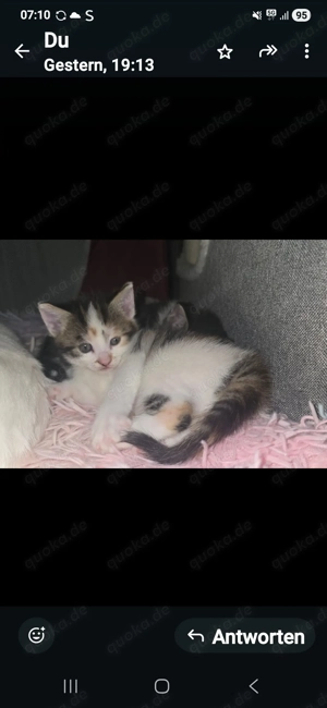 Katzenbabys Mixkitten Kitten Babykatzen 