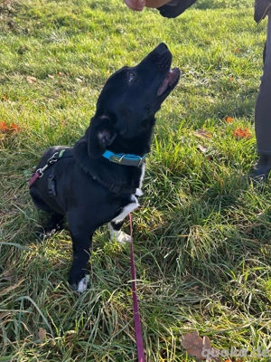 Funny sucht ihre Menschen 