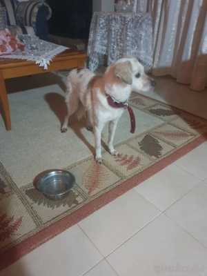 LieberMischlingsrüde Sucht ein Zuhause 