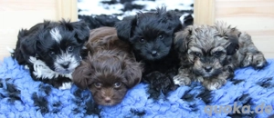 Bolonka Zwetna-Welpen 