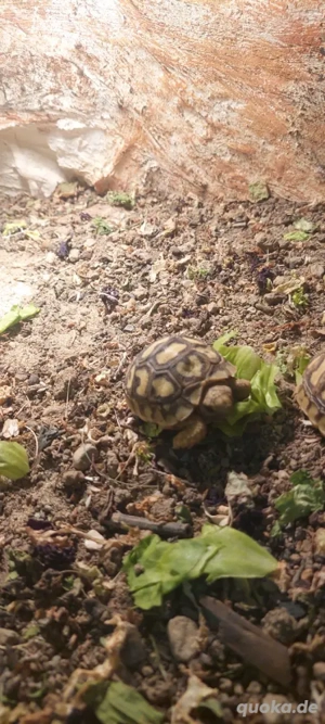 Pantherschildkröten zu verkaufen  Bild 2