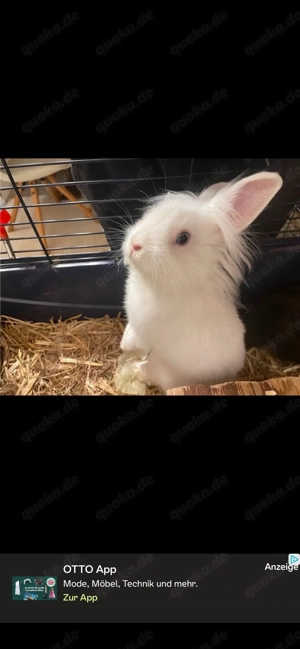 Baby Kaninchen suchen ab sofort ein neues Zuhause 