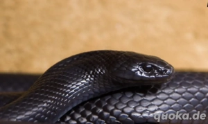 Lampropeltis Nigrita  schlane 3 jahre alt 