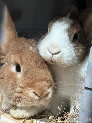 2 Zwergkaninchen