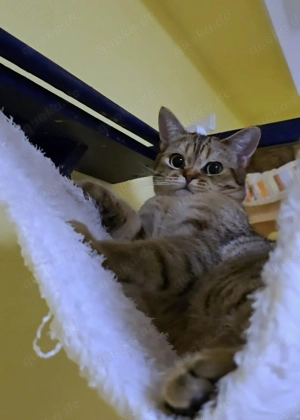 Süßer Teddybär Agat, Mischling (Devon Rex + Altai-Katze), sucht ein neues liebevolles Zuhause!