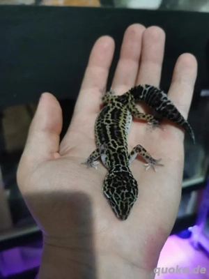 Leopardgecko Mack Snow Black night 100%het Eclipse 