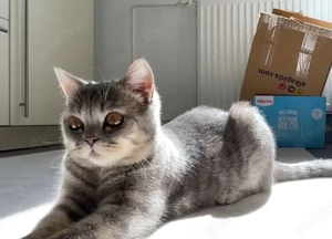 Reinrassiger BKH Kater + komplettes Zubehör