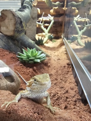 Farbbartagame 5 Monate alt